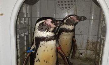 2 purloined penguins returned to UK zoo; both are fine