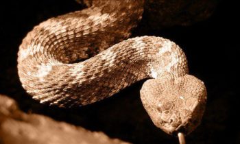 Australia zoo holds competition to name venomous snake after your ex