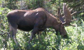 Officials remove moose, calf from downtown Missoula