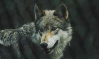 AP NewsBreak: US plans to lift protections for gray wolves