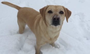 Labrador Retriever Most Pup Ular Us Dog Breed For 28th Year Fox