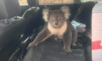 Koala sneaks into car, seeking shelter from Australia’s heat