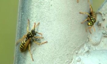 Yellow jacket season returns to the Inland Northwest