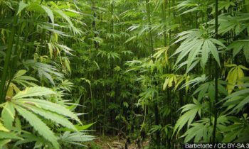 House votes to kill Idaho hemp legislation