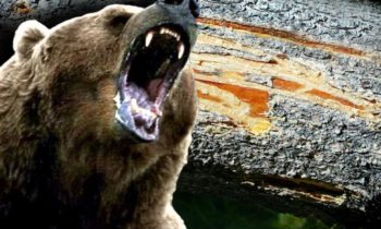 Teen survives bear attack near Ennis, Montana