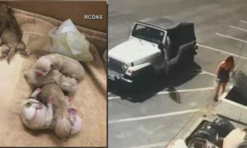 Woman held for allegedly dumping puppies in California trash