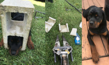 Jaws of Life used to free dog’s head from cinder block