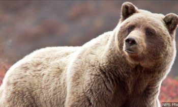 Glacier National Park officials set plans to trap grizzlies