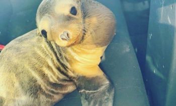 Baby sea lion rescued from busy California highway