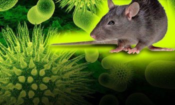 Grant County resident recovering from first reported case of Hantavirus in Washington this year