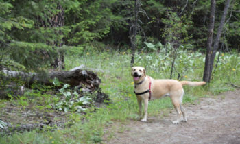 Study calls Washington the fifth most pet-friendly state in the country