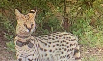 Rocky the escaped African cat spotted again in Virginia