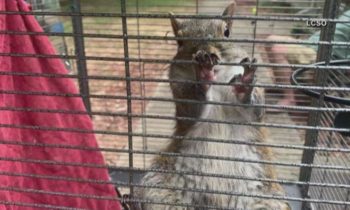 Wanted owner of Alabama “attack squirrel” arrested after chase