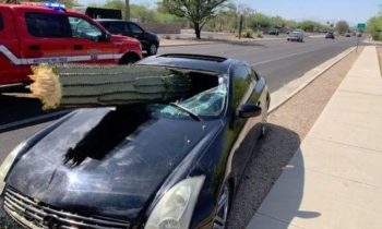 Arizona driver escapes injury when saguaro cactus pierces windshield