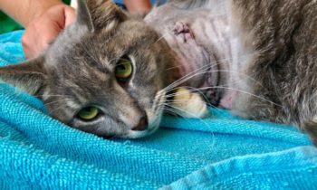 Pittsburgh cat with firecrackers strapped to paw has leg amputated