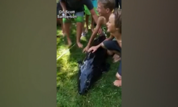 Two boys catch monster six-foot sturgeon from Minnesota creek