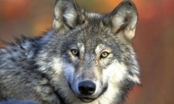 Lawsuit filed to stop Washington state from killing wolves