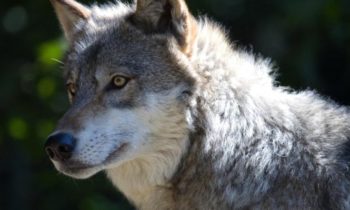 State authorizes killing of some wolves in Grouse Flats pack