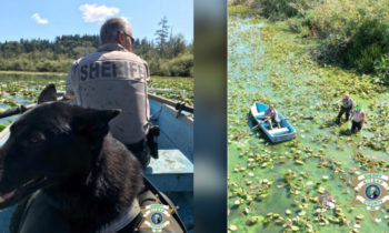 Kitsap Co. K-9 recovering after exposure to toxic algae during arrest of suspect in lake