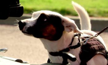 Mussel-sniffing rescue dog helps protect Washington waterways