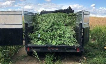 Franklin County Sheriff’s Office, narcotics enforcement teams seize over 26,000 marijuana plants