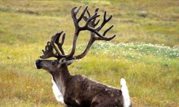 US announces caribou protections for Idaho, Washington