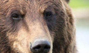 Grizzly bear that attacked biologist last year is relocated