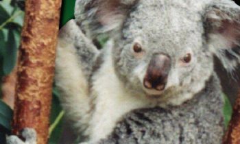 Conservationists fear hundreds of koalas died in wildfires