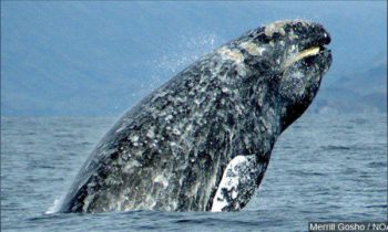 Washington tribe hopes to hunt whales again, 20 years after last kill