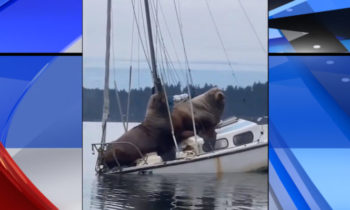 Gonzaga alum captures viral video of massive sea lions lounging on boat in Puget Sound