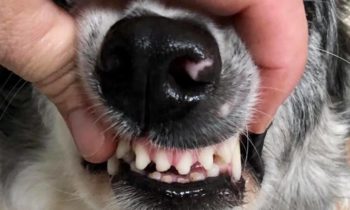 DO YOU BRUSH YOUR DOG’S TEETH?