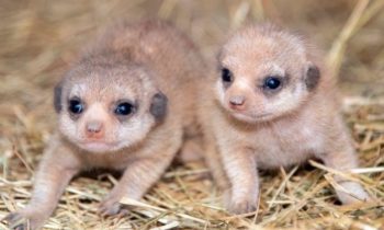 Zoo Miami welcomes pair of baby meerkats