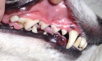 YOUR DOG’S DENTAL CARE—IT DOESN’T HAVE TO BE LIKE PULLING TEETH!