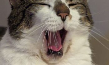 TEACHING A CAT TO USE A LITTER BOX INDOORS