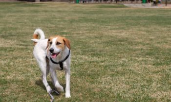 WALKING YOUR DOG WHILE SOCIAL DISTANCING