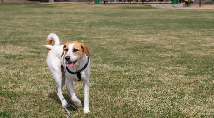 WALKING YOUR DOG WHILE SOCIAL DISTANCING