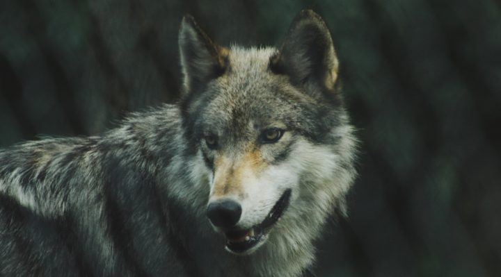 Washington report finds population of wolves grew 11% in 2019 | Fox 11 ...