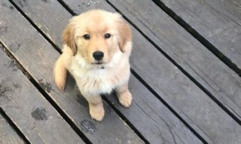 RAISING A PUPPY DURING THE PANDEMIC