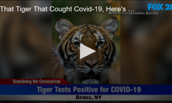 Tiger Catches Covid-19 From Zoo Keepers