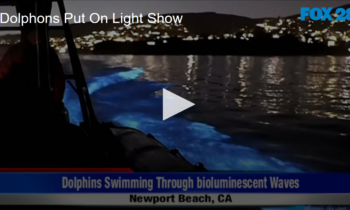 Dolphins Put on Light Show