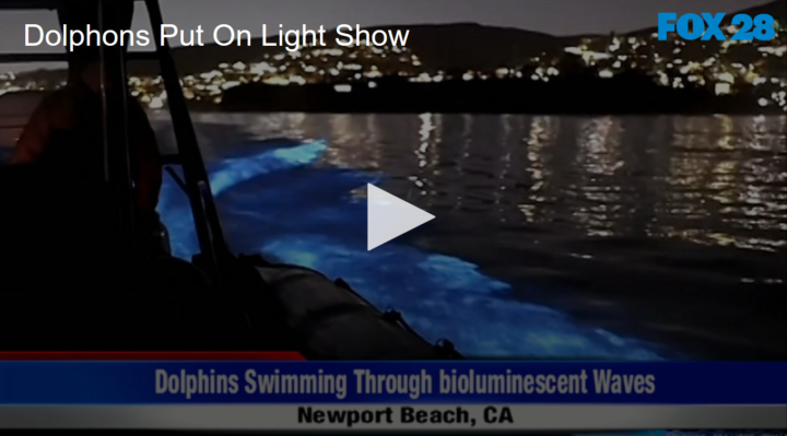 2020-04-27 Dolphins Put on Light Show FOX 28 Spokane