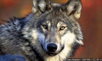 Washington to try nonlethal measures after wolves attack cattle