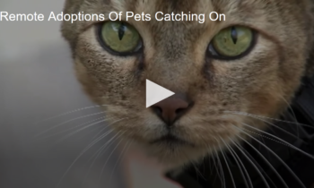 Remote Adoptions Of Pets Catching On