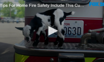 Tips For Home Fire Safety Include This Cute Goat