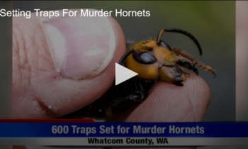 Setting Traps For Murder Hornets