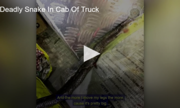 Deadly Australian Snake In Cab Of Truck