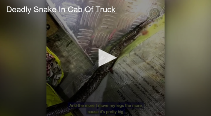 2020-07-08 Deadly Australian Snake In Cab Of Truck Fox 11 Tri Cities Fox 41 Yakima