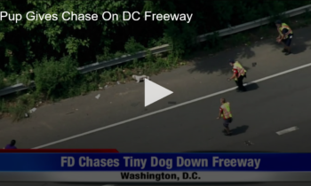 Pup Gives Chase On DC Freeway