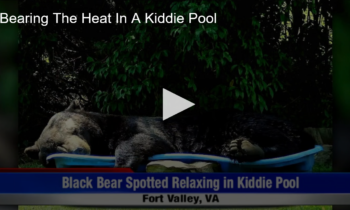 Bearing The Heat In A Kiddie Pool