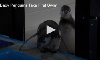 Baby Penguins Take First Swim